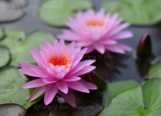 บัวฝรั่ง 'บัวระพี' / Hardy Waterlily N.'Bua Rapee'