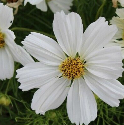 ดาวกระจาย โซนาต้า ไวท์ (Cosmos - Sonata White) / 25 เม็ด (UK)*