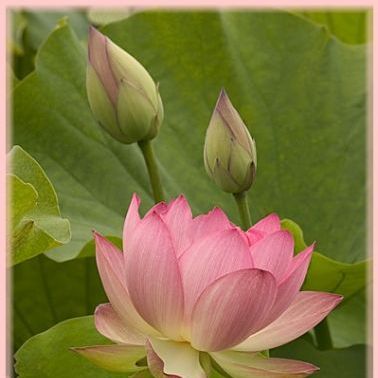 พิมพ์ตัดดอกบัวหลวง+ใบ Aluminum mold cutter LOTUS)