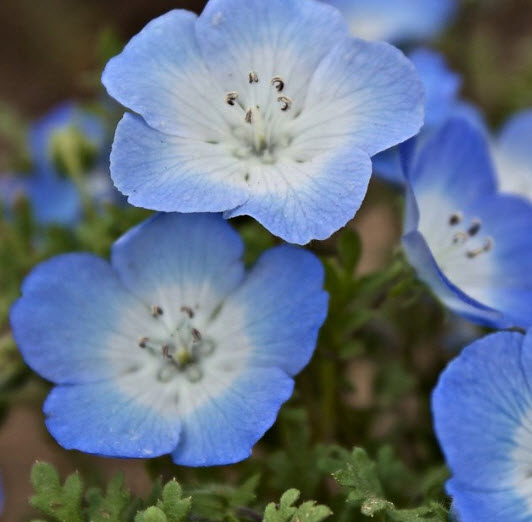เนโมฟีลา - เบบี้ บลู อายส์ (Nemophila - Baby Blue Eyes) / 800 เม็ด (UK)*