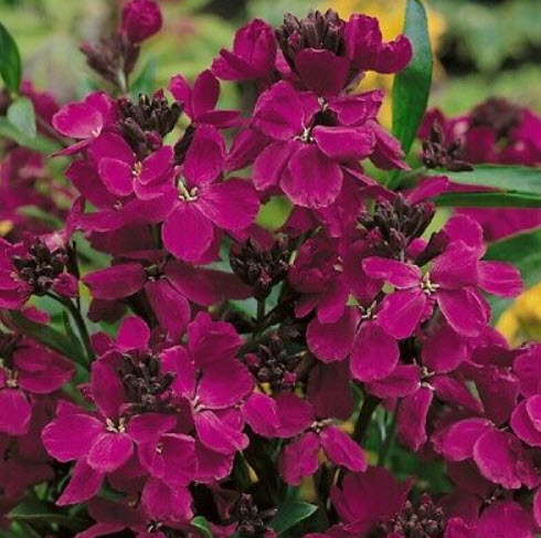 วอลล์ฟลาวเวอร์ (Wallflower - Ruby Gem) / 500 เม็ด (UK)*