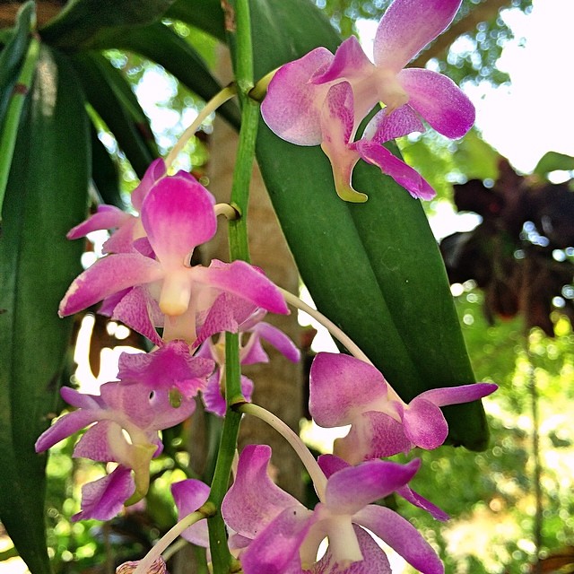 พิมพ์ตัดกล้วยไม้เอื้องกุหลาบแดง(Aluminum mold cutter Aerides crassifolia .)