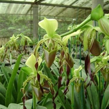 พิมพ์ตัดอก+ใบรองเท้านารี หนวดฤาษี ( Aluminum mold cutter Paphiopedilum parishii)