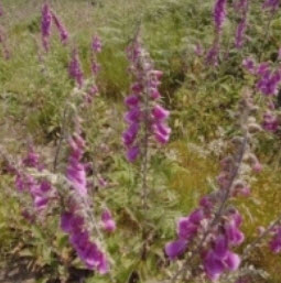 ดิจิทาลิส หรือถุงมือจิ้งจอก (Foxglove / Digitalis) / 20,000 เม็ด (UK)*