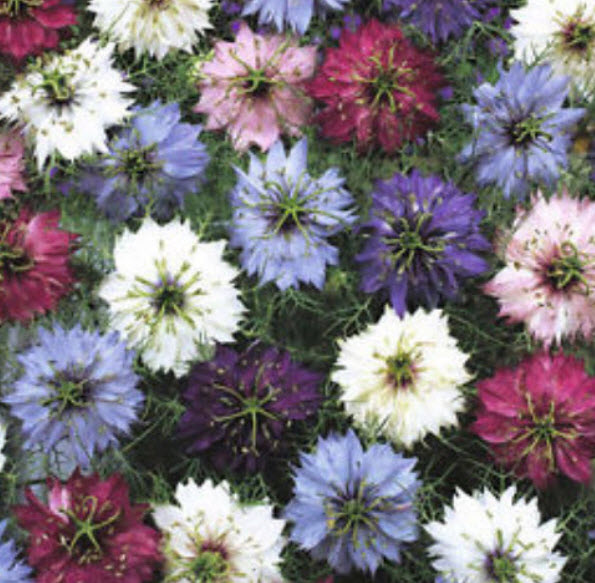รักในสายหมอก (Love in a Mist) คละ / 600 เม็ด (Belgium)*