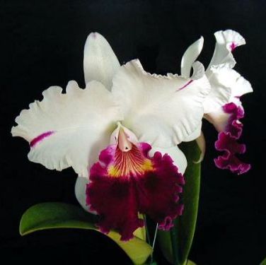 พิมพ์อลูมิเนียมตัดดอกแคทรียา+ใบ (Aluminum mold cutter Cattleya+ leaves )