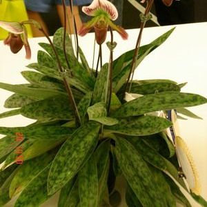 พิมพ์เรซิ่นใบรองเท้านารีคางกบ (Veiners Paphiopedilum callosum (Rchb.f.) Stein.)