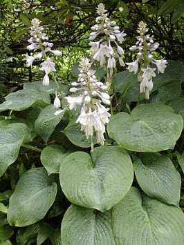 ฮอสต้า ไจแอนท์ บลู (Giant Blue Hosta) / 25 เม็ด (USA)*