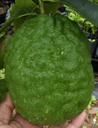 มะนาวยักษ์ เลม่อน พอนเดอโรซา (Ponderosa lemon) / เม็ด (Portugal)