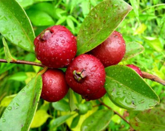 ฝรั่งสตรอเบอรี่แดง (Red Strawberry Guava) / 5 เม็ด (France)