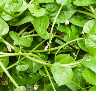 ผักปลัง (Ceylon Spinach) เขียว / ซอง