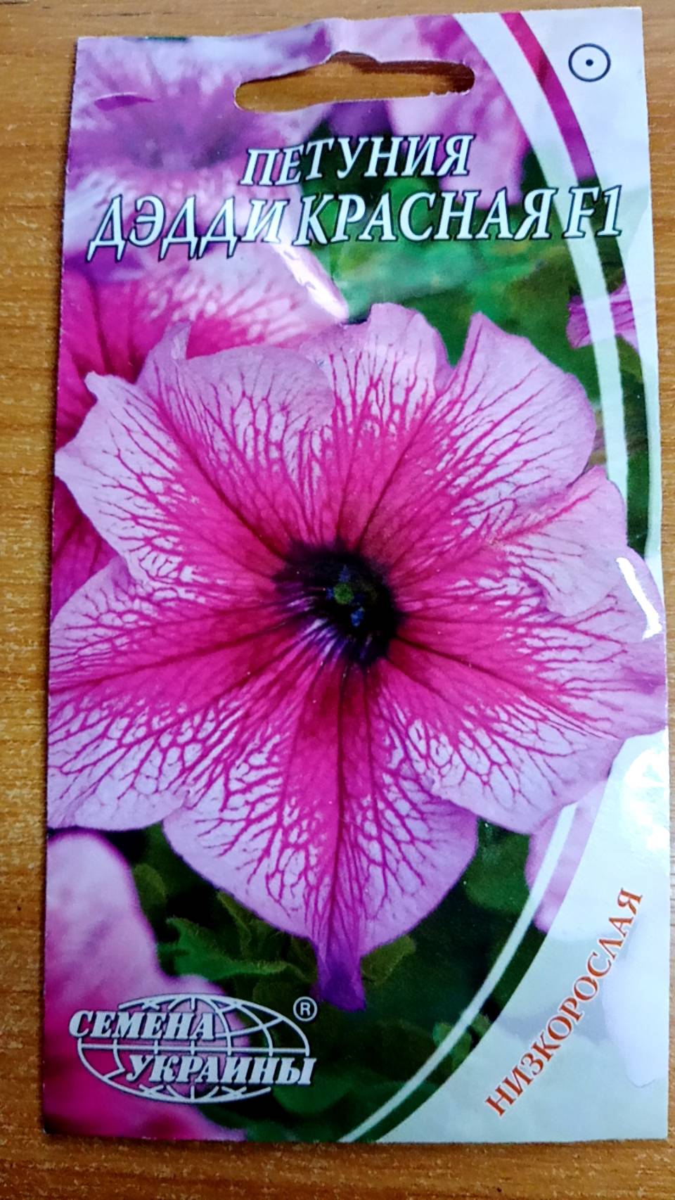 พิทูเนีย แดดดี้ เอฟวัน (Petunia Daddy F1) ดอกใหญ่สีม่วง / ซอง 10 เม็ด (Ukraine)*