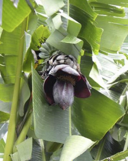กล้วยป่า (Wild Banana / Musa thomsonii) / 5 เม็ด (France)*