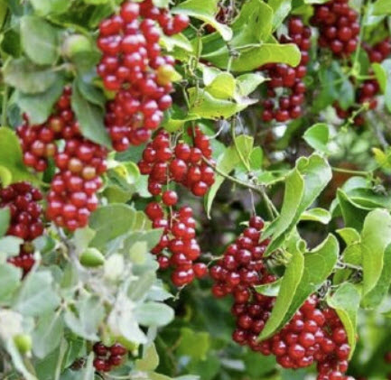 ซาร์ซาพาริลล่า หรือซาสี่ (Sarsaparilla) / 25 เม็ด (France)