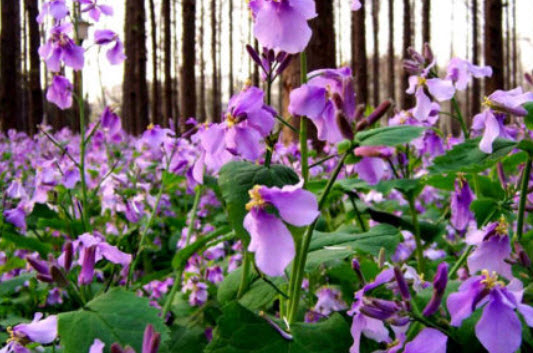 February Orchid - Oriental Violet / 400 เม็ด (UK)