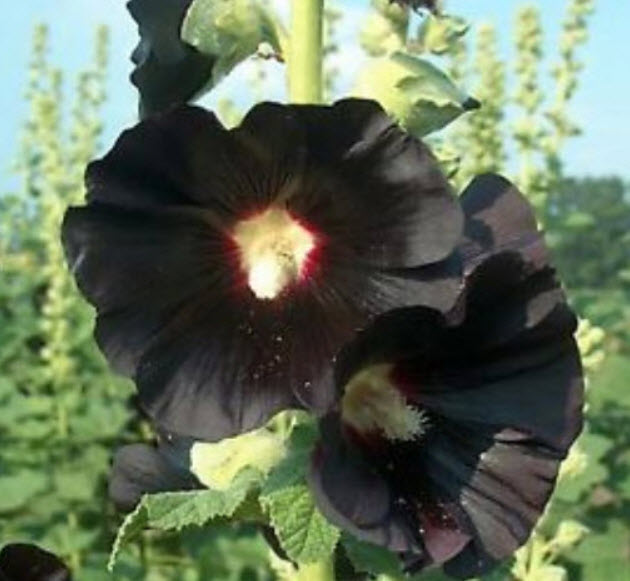 ฮอลลี่ฮ็อคดำ (Black Hollyhock) / 100 เม็ด (UK)*