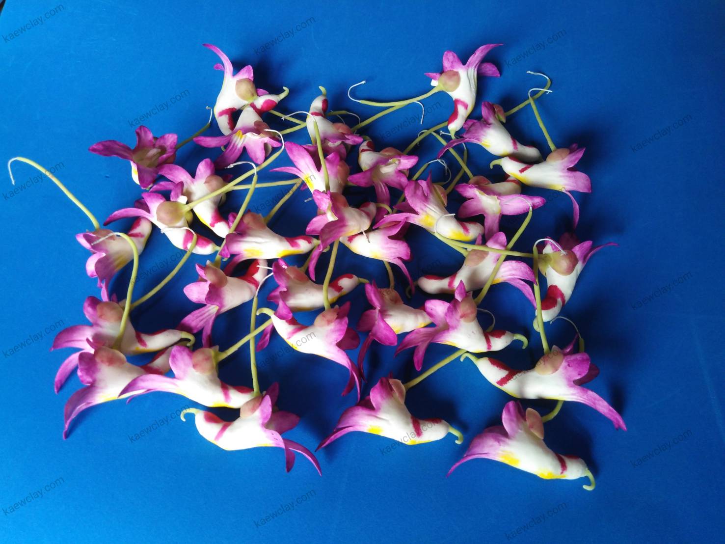 ดอกเทียนนกแก้ว ( parrot flower )