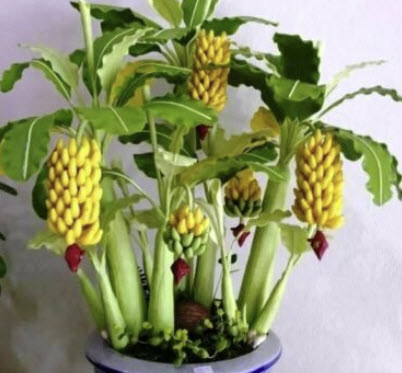 กล้วยต้นเตี้ย/กล้วยแคระ (Dwarf Banana Tree) / 50 เม็ด (China) *