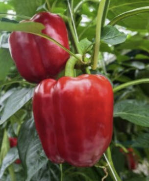 พริกหวาน (Bell Pepper) คละสี / 200 เม็ด (UK)