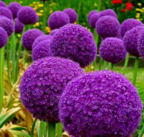 ไจแอนท์ อัลเลี่ยม (Giant Allium) สีม่วง / 50 เม็ด (Russia)