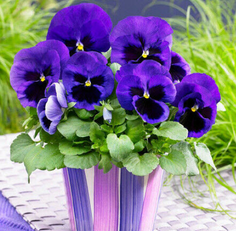 แพนซี่ บลู สป็อท (Pansy Blue Spot) / ซอง 50 เม็ด (A089)