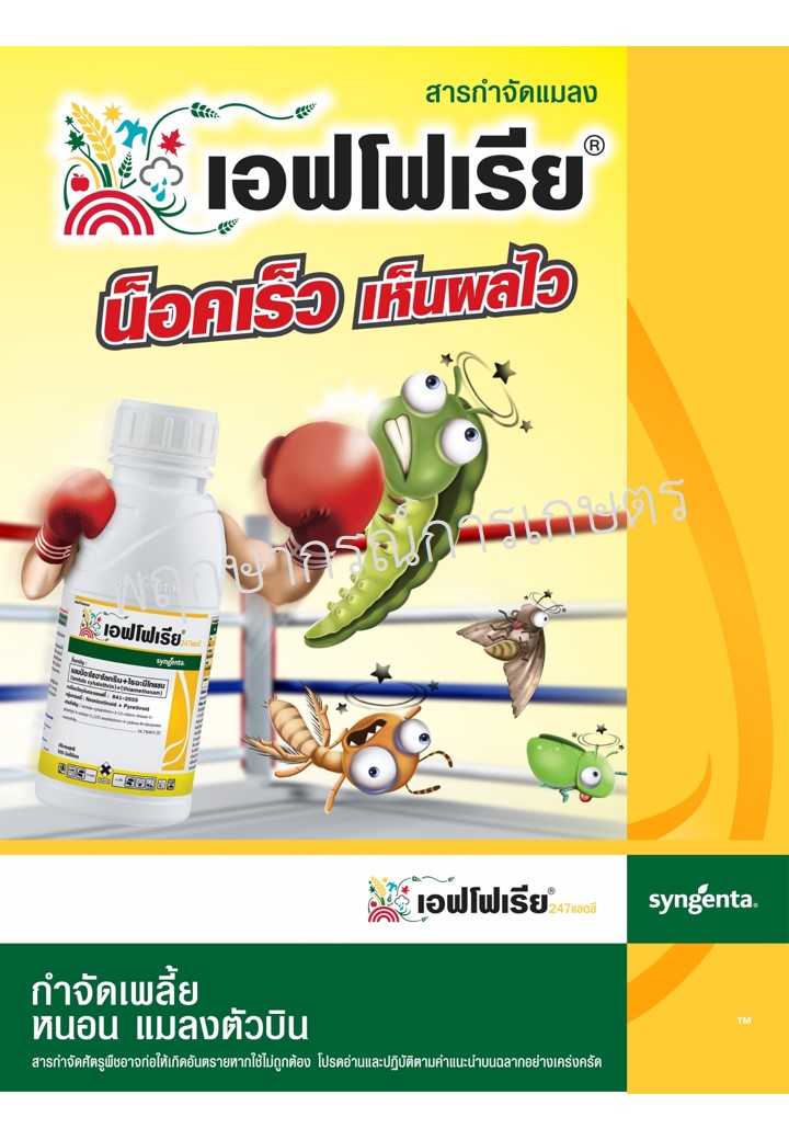 เอฟโฟเรีย 247 แซดซี 500 ซีซี