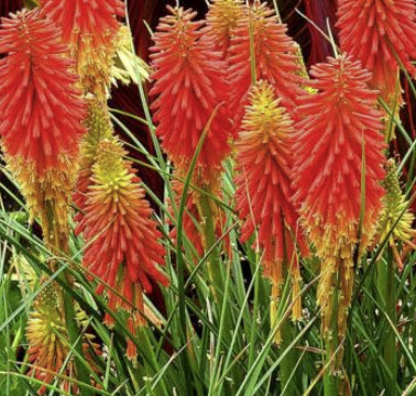 เรด ฮอท โป๊กเกอร์ (Red Hot Poker / Kniphofia uvaria) / 15 เม็ด (UK) *