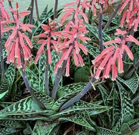 ว่านหางจระเข้ใบด่าง (Aloe Variegata / Tiger Aloe Succulent) / 5 เม็ด (UK)