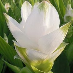 พิมพ์อลูมิเนียมตัดดอกกระเจียว(ดอกปทุมมา)+ใบ(Aluminum mold cutter Curcuma alismatifolia (Siam tulip) + leaves )