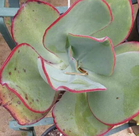 เอชชิวีเรีย (Echeveria Gigantea) ใหญ่ / 25 เม็ด (UK)