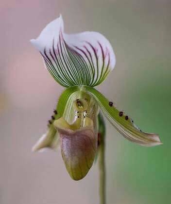 พิมพ์เรซิ่น กล้วยไม้กระเป๋ารองเท้านารี (Veiners Paphiopedilum Lip)