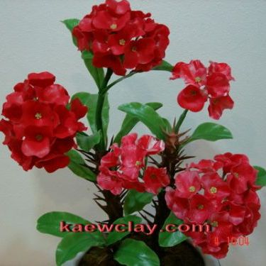 DVDการสอนทำดอกและต้นโป้ยเซียน (DVD How to make CROWN OF THORNS with KAEWCLAY)