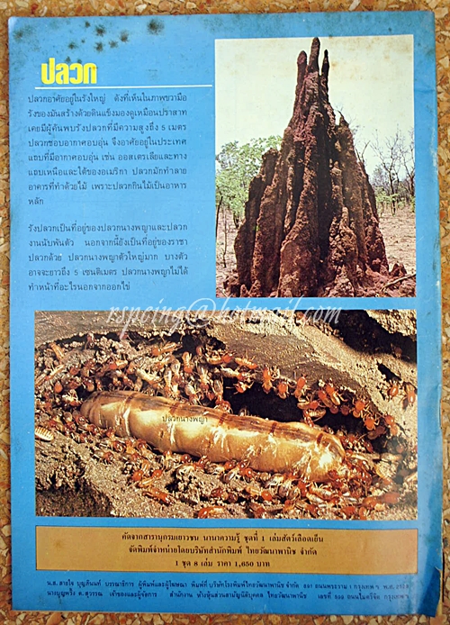 ชัยพฤกษ์วิทยาศาสตร์ ฉบับที่ 177 ปีที่ 32 ฉบับที่ 5 มีนาคม 2528