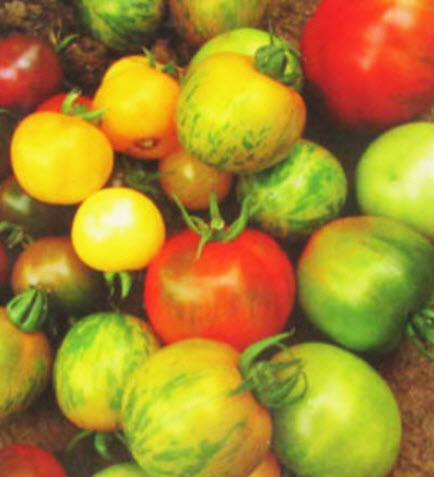 มะเขือเทศ (Tomato) คละ / ซอง