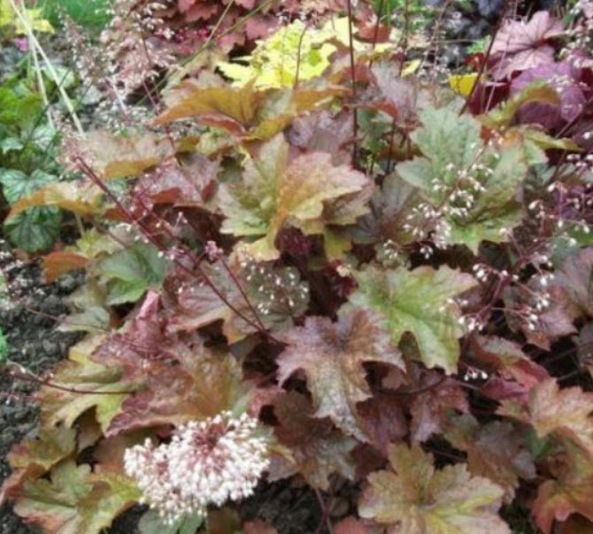 ฮิวเชอร่า / ฮูเคอร์อา (Heuchera Metallica) คละ / 50 เม็ด (Australia)*