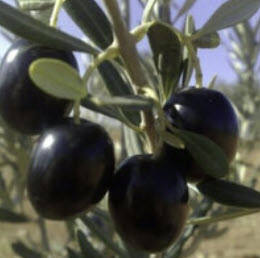 มะกอกโอลีฟ (Olive / Olea europaea) / 4 เม็ด (Turkey)