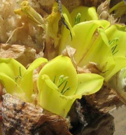 เยคสปาลา บรอมีเลียด (Yakespala Bromeliad) / 5 เม็ด (Portugal) หายาก