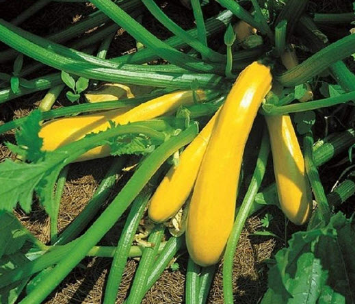 ซูกินี่เหลือง (Zucchini - Goldena) / 10 เม็ด (UK)