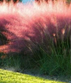 หญ้ามูลี่ชมพู (Pink Muhly Grass) / 50 เม็ด (France)*