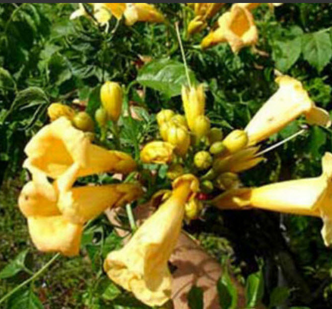 มธุลดา ดอกเหลือง (Flava Golden Trumpet) / 10 เม็ด (USA)*