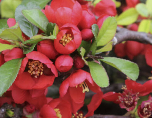แจแปนนีส ควินซ์ (Japanese Quince) / 10 เม็ด (Hungary)
