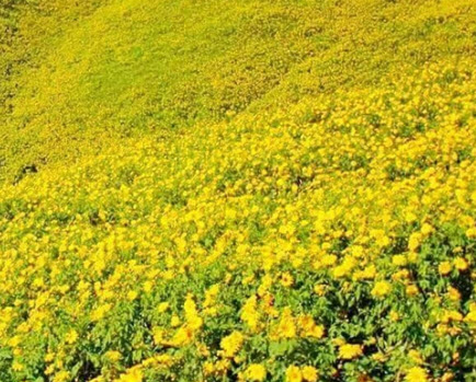 บัวตอง (Mexican Sunflower) / 100 เม็ด *