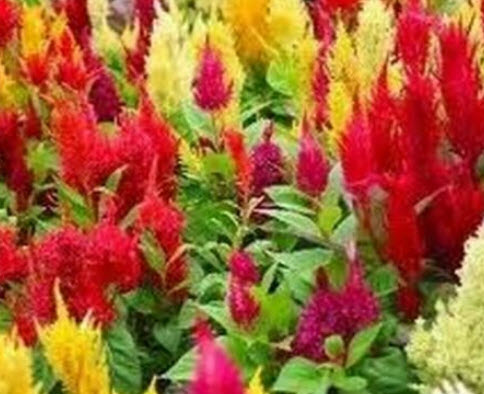 สร้อยไก่ (Celosia- Pampas Plume) คละ / 100 เม็ด (USA)