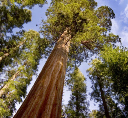 สนยักษ์ซีคัวญ่า (Sequoiadendron giganteum) / 20 เม็ด (Portugal)*