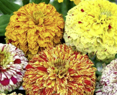 บานชื่น (Zinnia Dahlia - BonBon) / 10 เม็ด (UK)