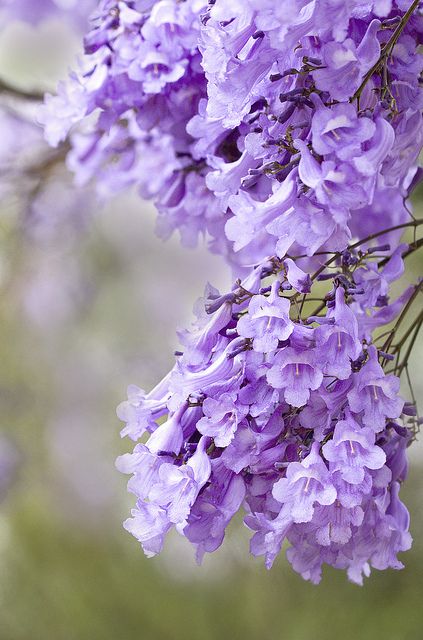 พิมพ์ตัดดอกศรีตรัง(Mold cutter Jacaranda filicifolia D. Don.)