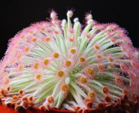 หยาดน้ำค้าง ออคโตปัส (Drosera Derbyensis - Octopus) / 5 เม็ด (Israel)