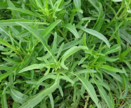 ไวลด์ ร็อคเก็ท (Wild Rocket) / 2,000 เม็ด (France)