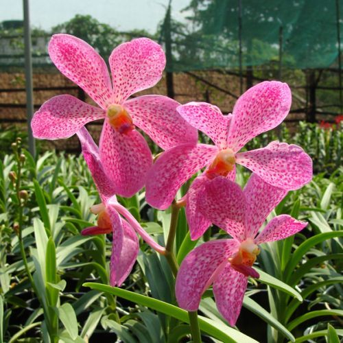 พิมพ์ตัดดอกกล้วยไม้มอคคาร่า(Aluminum mold cutter mokara orchids)