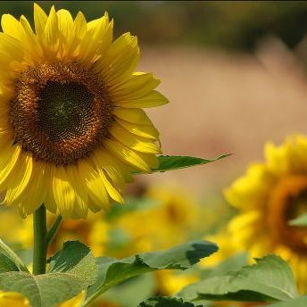 พิมพ์อัดลายดอกทานตะวัน,ดอกดาวกระจาย (Veiners SUNFLOWER,Cosmos )